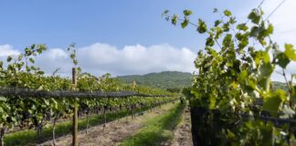 VIÑEDO SAN MIGUEL TRIUNFA EN EL MÉXICO SELECTION BY CONCOURS MONDIAL DE BRUXELLES