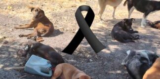ALE GÚTIERREZ LLAMA A DENUNCIAR EL MALTRATO ANIMAL
