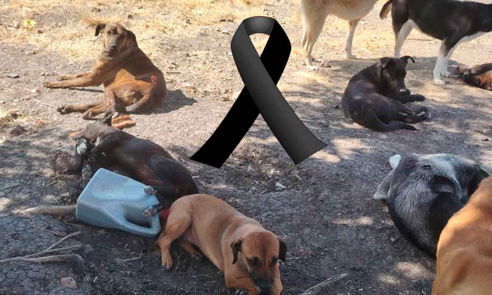 perritos-envenenados-leon