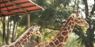 REABRE SUS PUERTAS EL ZOOLEÓN TRAS OBSERVACIÓN DE PROFEPA