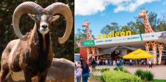 ZOO DE LEÓN DENUNCIA ATAQUE PREMEDITADO TRAS MUERTE DE BORREGOS MUFLONES