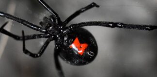 GTO REGISTRA MENOS PICADURAS DE ALACRÁN, PERO AUMENTAN ATAQUES DE OTRAS ESPECIES