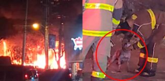 RESCATAN A DOS PERRITOS TRAS INCENDIO EN TALLER MECÁNICO DE VILLAS DE SAN JUAN