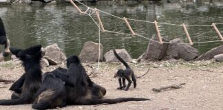 ZOOLEÓN ABRIRÁ ESTE LUNES Y PRESENTA A SUS NUEVAS CRÍAS