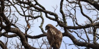 GUANAJUATO LIBERA EJEMPLARES DE FAUNA SILVESTRE