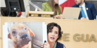 PAN Y PRD PROPONEN CASTIGOS MÁS FIRMES ANTE CRUELDAD ANIMAL EN EL ESTADO