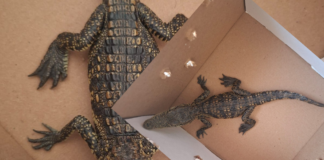 RESGUARDAN A CRÍA DE COCODRILO