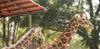MUERE UNA JIRAFA EN EL ZOOLÓGICO DE LEÓN; INVESTIGAN CÓMO OCURRIÓ EL ACCIDENTE