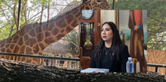REGIDORA DEL VERDE ACUSA NEGLIGENCIA EN MUERTE DE JIRAFA EN EL ZOOLÓGICO DE LEÓN