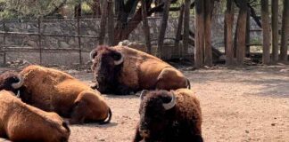 MUERE BISONTE AMERICANO DEL ZOOLEÓN TRAS PELEAR CON OTRO EJEMPLAR