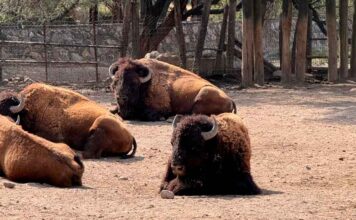MUERE BISONTE AMERICANO DEL ZOOLEÓN TRAS PELEAR CON OTRO EJEMPLAR