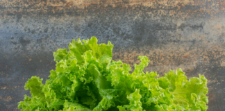 PRODUCCIÓN DE LECHUGA EN GUANAJUATO QUEDA FUERA DE INVESTIGACIÓN SANITARIA EN EE.UU.