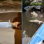 APARECEN 11 COCODRILOS MUERTOS EN PUERTO VALLARTA