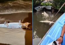 APARECEN 11 COCODRILOS MUERTOS EN PUERTO VALLARTA