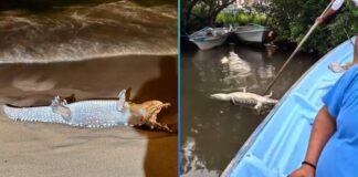 APARECEN 11 COCODRILOS MUERTOS EN PUERTO VALLARTA