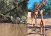NACEN 29 ANIMALES EN ZOOLEÓN; ENTRE ELLOS UN ÁGUILA REAL, UNA JIRAFA Y UN ANTÍLOPE EN PELIGRO