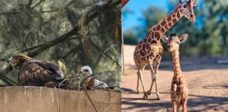 NACEN 29 ANIMALES EN ZOOLEÓN; ENTRE ELLOS UN ÁGUILA REAL, UNA JIRAFA Y UN ANTÍLOPE EN PELIGRO