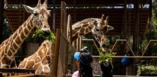 ZOOLEÓN CELEBRA 47 AÑOS DE HISTORIA
