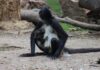 ¡HAY UN NUEVO BEBÉ EN EL ZOOLÓGICO DE LEÓN! NACE CRÍA DE MONO ARAÑA