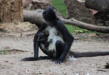 ¡HAY UN NUEVO BEBÉ EN EL ZOOLÓGICO DE LEÓN! NACE CRÍA DE MONO ARAÑA