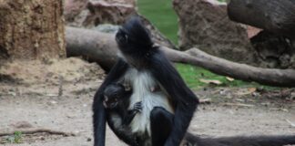 ¡HAY UN NUEVO BEBÉ EN EL ZOOLÓGICO DE LEÓN! NACE CRÍA DE MONO ARAÑA