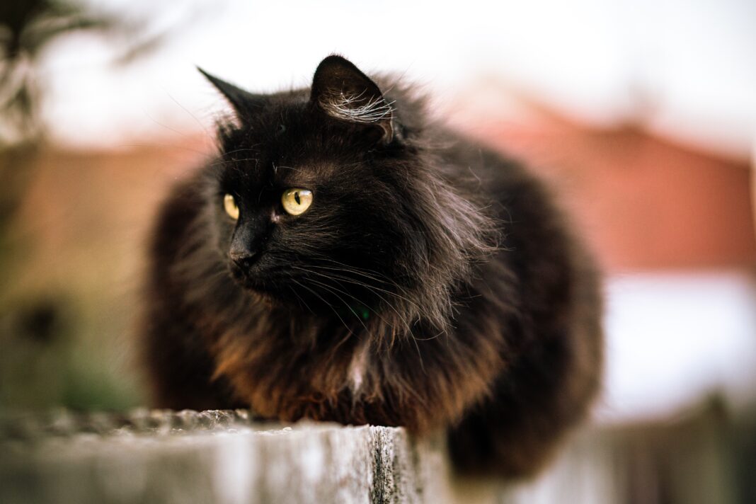 Wild black cat with green eyes and blurred background