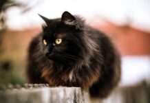 SUSPENSIÓN DE ADOPCIONES EN GATICOS A.C. ANTE RIESGO DE RITUALES EN HALLOWEEN