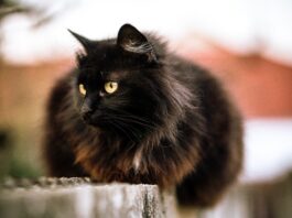 SUSPENSIÓN DE ADOPCIONES EN GATICOS A.C. ANTE RIESGO DE RITUALES EN HALLOWEEN