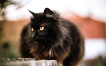 SUSPENSIÓN DE ADOPCIONES EN GATICOS A.C. ANTE RIESGO DE RITUALES EN HALLOWEEN